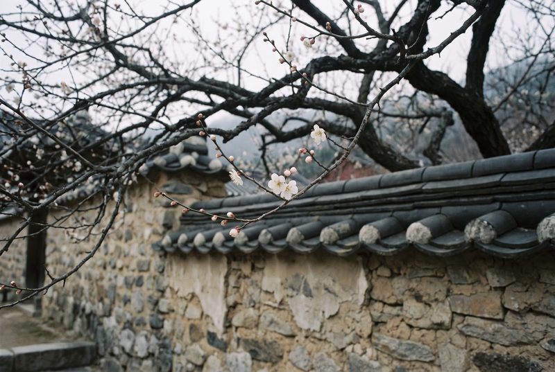 제5회 현장 — 돌담 위로 핀 매화